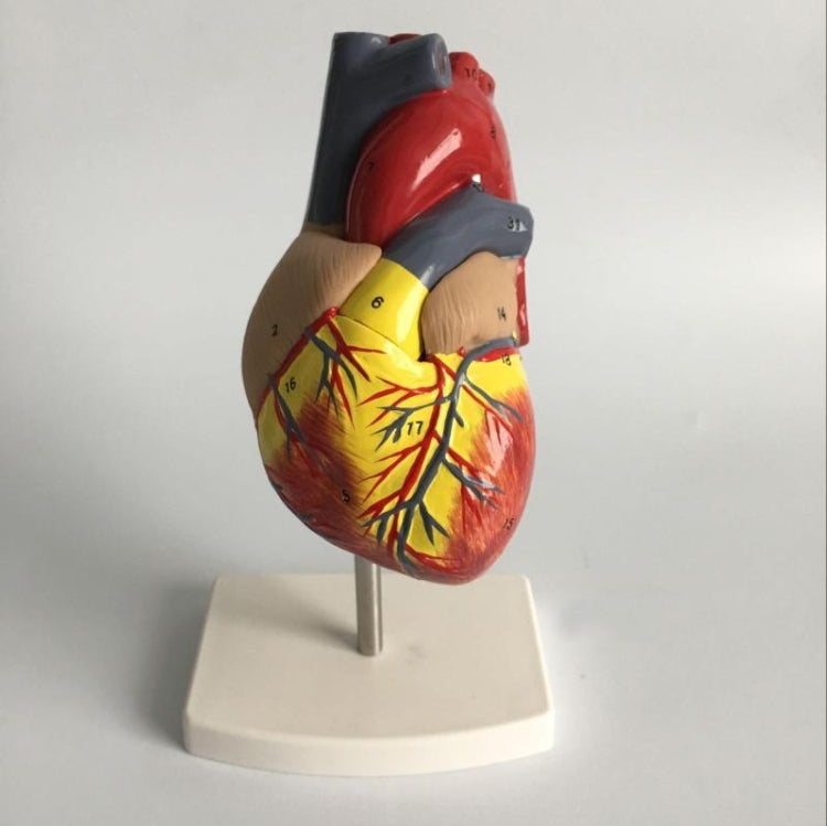 1: 1 Human Heart Anatomical Model  Cardiology Heart Anatomy Teaching Model with Number Mark - Teaching Resources by buy2fix | Online Shopping UK | buy2fix